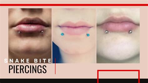 lip piercing snake bites|Snake Bite Piercing 101: A Complete Guide for First。